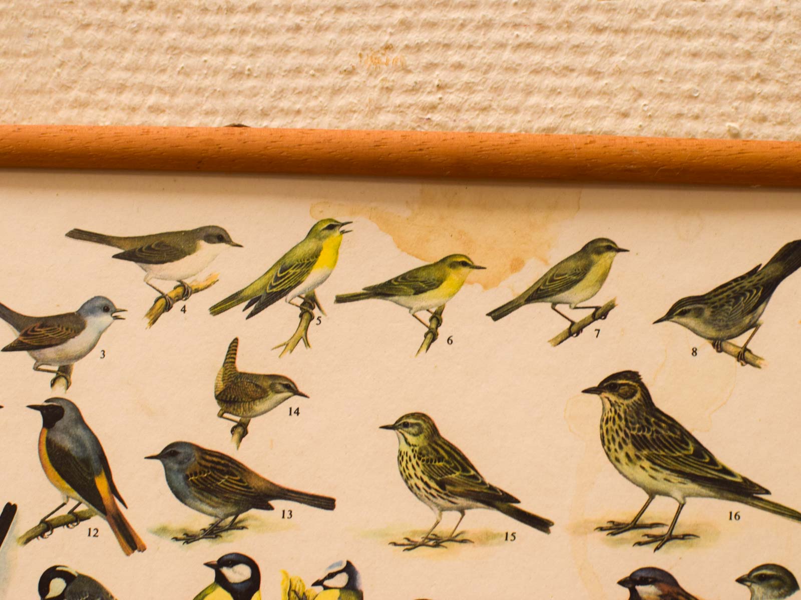 5 Schilderijen van verschillende vogels 52266 - Afbeelding 3