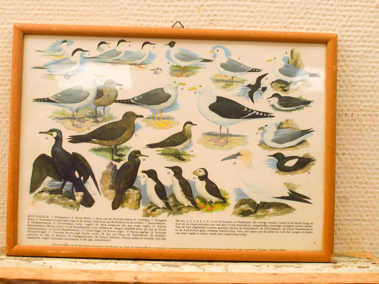 5 Schilderijen van verschillende vogels 52266 - Afbeelding 4