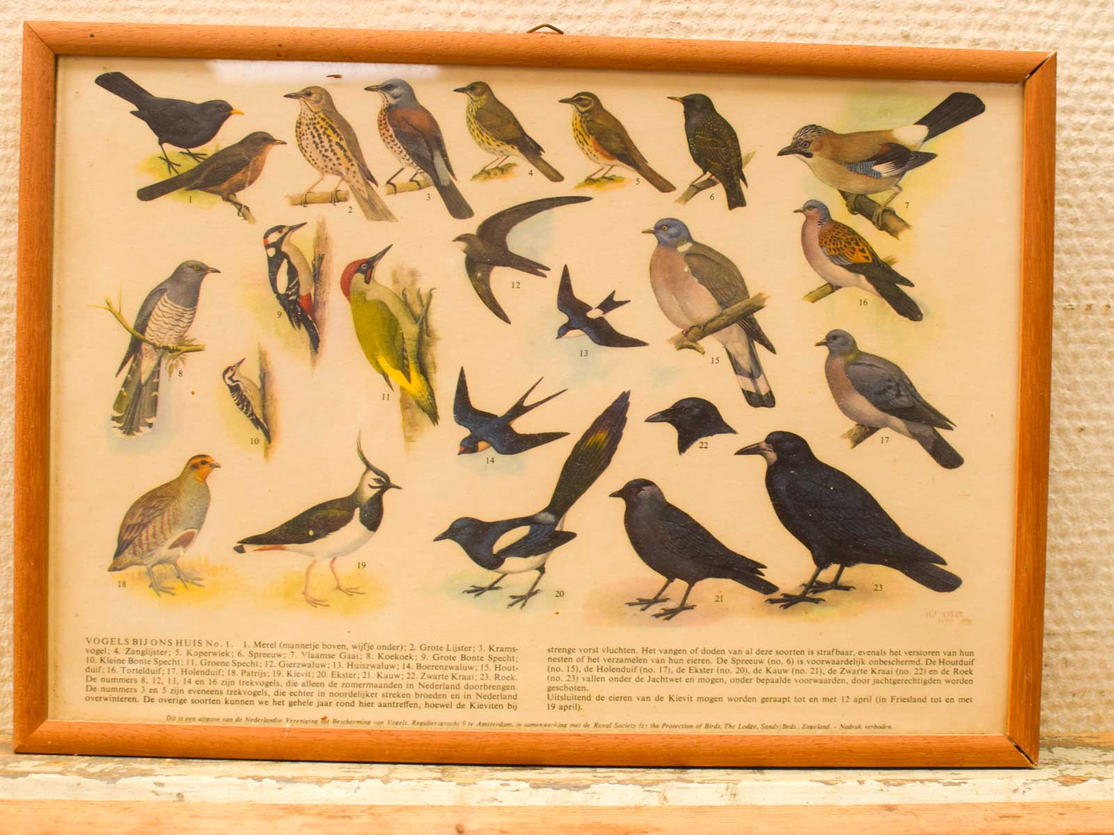 5 Schilderijen van verschillende vogels 52266 - Afbeelding 5