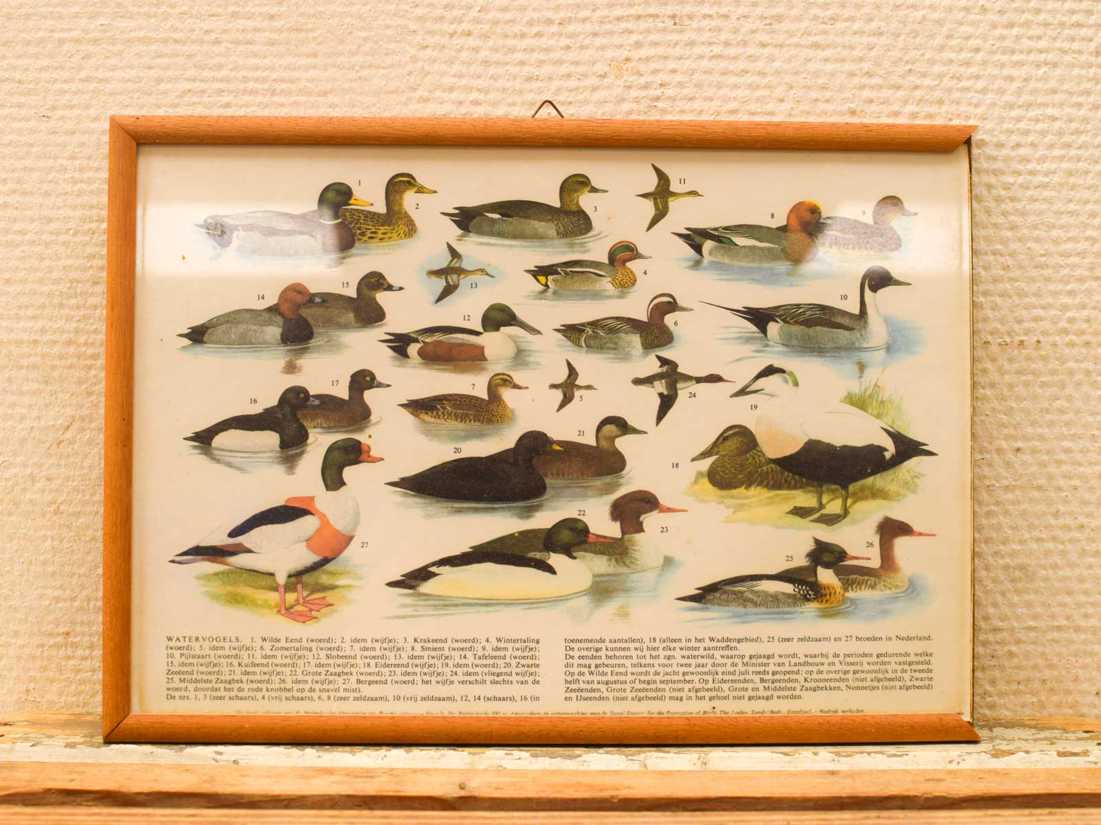 5 Schilderijen van verschillende vogels 52266 - Afbeelding 6