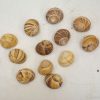 Collection of 12 unique decorative snail shells in warm earthy tones for nature enthusiasts.