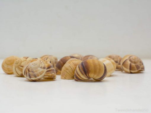 Diverse vintage snail shells in warm earth tones for coastal decor and nature-inspired gifts.