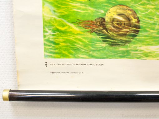 Colorful nautilus-inspired cephalopod in swirling green waters, blending art and marine life.