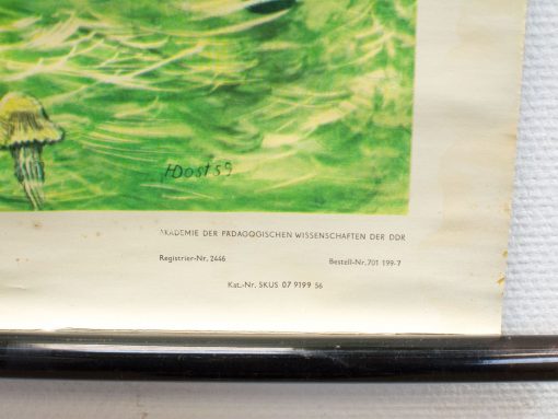 Vibrant jellyfish artwork by H. Dost (1959) beautifully blends art and marine education.