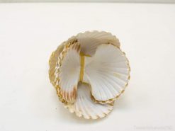 Elegant creamy scallop shells add natural coastal charm to any decor.