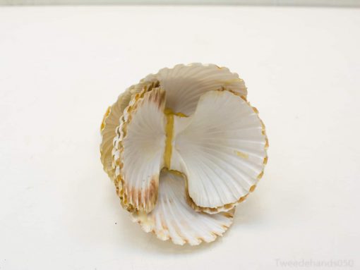 Elegant creamy scallop shells add natural coastal charm to any decor.