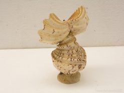 Beautiful seashell sculpture resembling butterfly wings, showcasing coastal artistry and natural elegance.