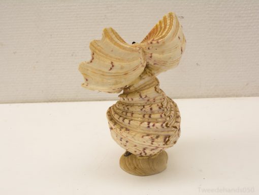 Beautiful seashell sculpture resembling butterfly wings, showcasing coastal artistry and natural elegance.