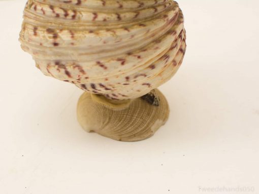 Elegant spiral shell with cream and brown patterns, perfect for decor or collection.
