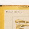 Vintage educational chart of fish anatomy, ideal for biology enthusiasts and collectors.