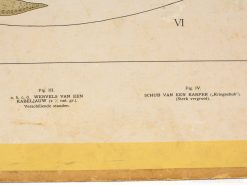 Vintage illustration of cod vertebrae and carp scales for ichthyology study and education.