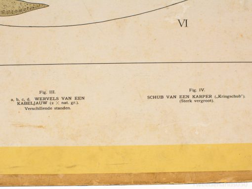 Vintage illustration of cod vertebrae and carp scales for ichthyology study and education.