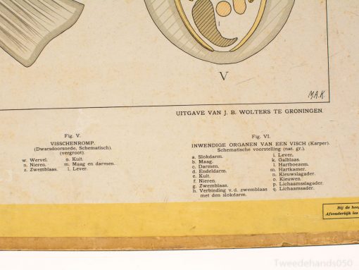 Vintage carp anatomy chart illustrating internal organs with Dutch labels for biology education.