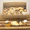 Charming vintage seashell box with starfish, perfect for coastal home decor and nostalgia.