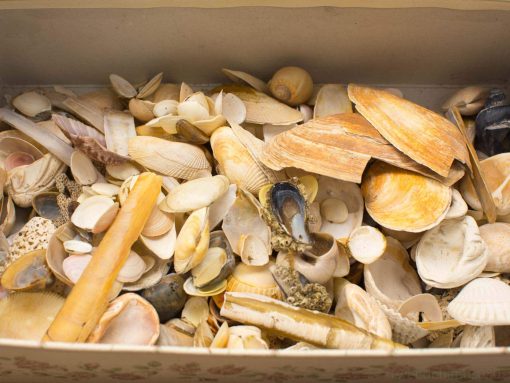 Vintage seashell collection in elegant box, showcasing ocean-inspired beauty and unique designs.
