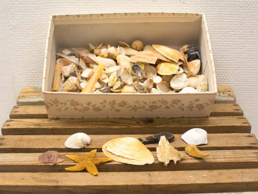 Charming vintage seashell box with starfish, perfect for coastal home decor and nostalgia.