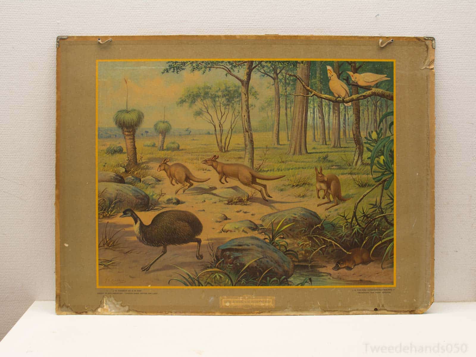 Australische dierenwereld schoolkaart retro 12865