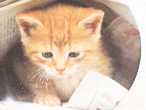 Adorable orange kitten with stripes peeks out curiously from a cozy box.