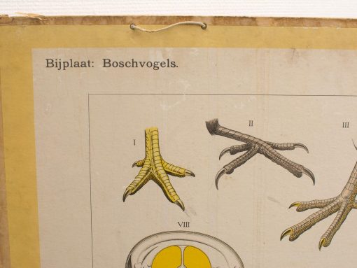 Vintage schoolplaat Boschvogels, Retro 14719