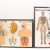 Vibrant posters showcasing human anatomy: respiratory, urinary, and cardiovascular systems with Dutch labels.