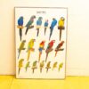 Vibrant macaw species illustrated in detail, perfect for bird lovers and educational displays.