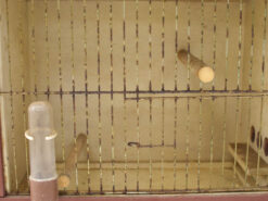 Alternative view of Vogelkooi van hout 46230