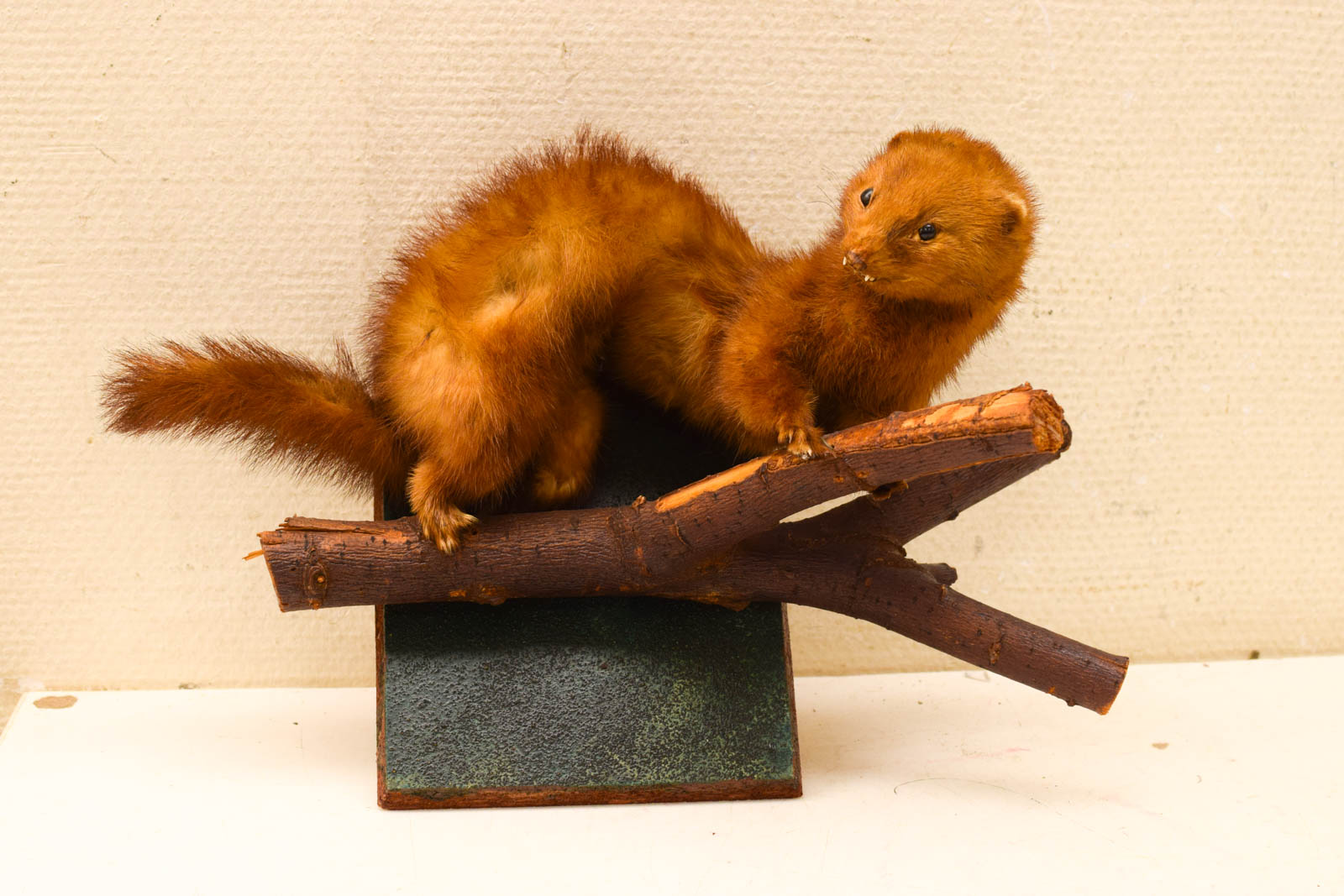 Opgezette wezel/ fred 49692