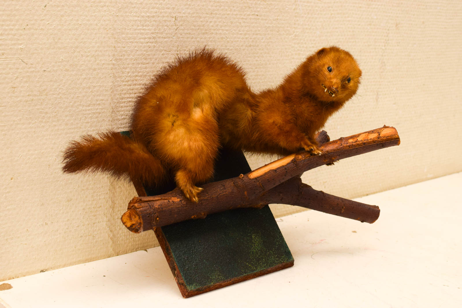 Alternative view of Opgezette wezel/ fred 49692