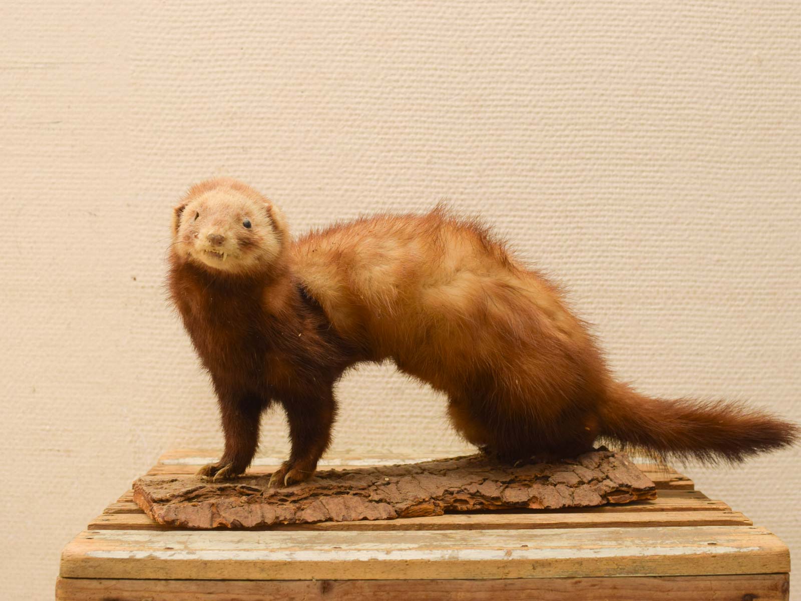 Alternative view of Opgezette marter 51732
