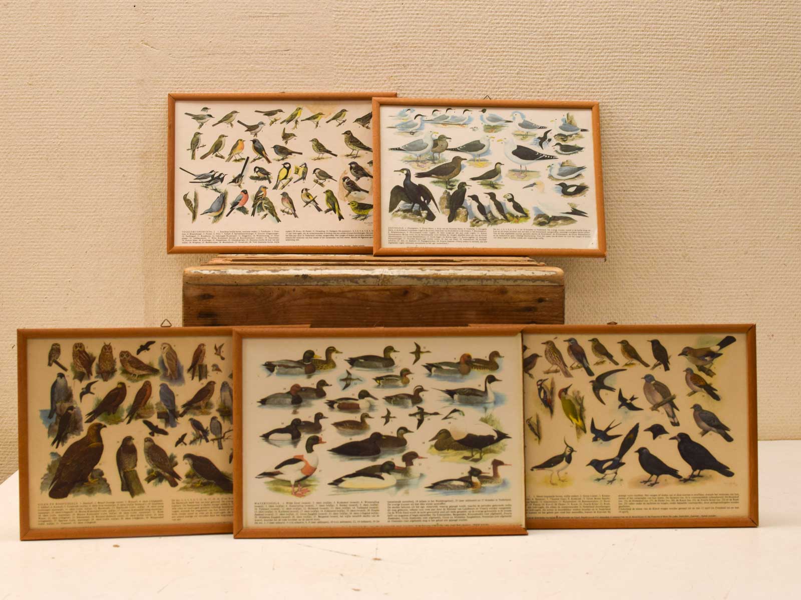 5 Schilderijen van verschillende vogels 52266