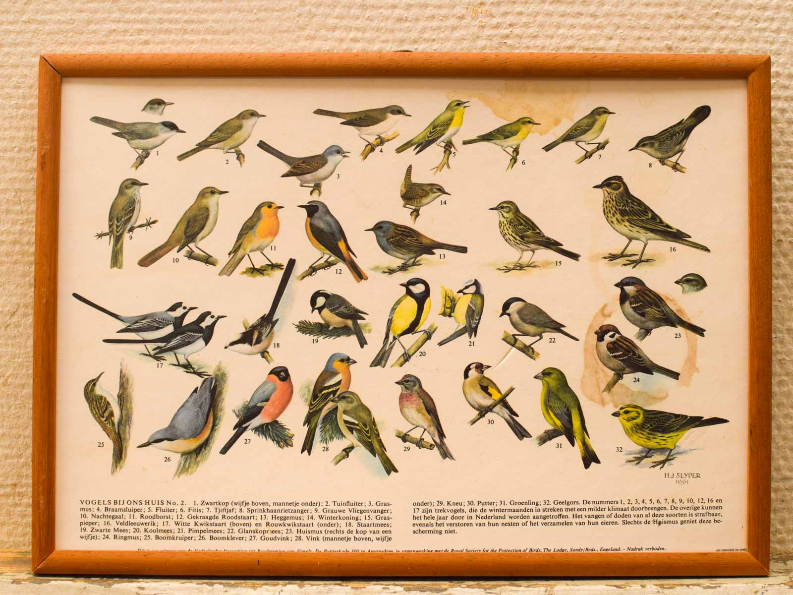 Alternative view of 5 Schilderijen van verschillende vogels 52266