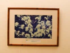 Poster/foto  krentenboompje 54251